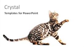  Presentation with paw - Presentation theme enhanced with bengal-cat-scratching background and a white colored foreground