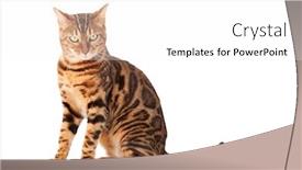  Presentation with cat - Presentation design consisting of bengal-cat-sitting-on-white background and a white colored foreground