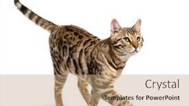  Presentation with walking cat - Presentation design featuring bengal-cat-walking-and-looking background and a coral colored foreground