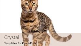  Presentation with walking cat - Presentation theme featuring bengal-cat-walking-towards background and a coral colored foreground