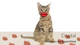  Presentation with wax - Presentation theme consisting of bengal cat wearing red wax lips background and a coral colored foreground
