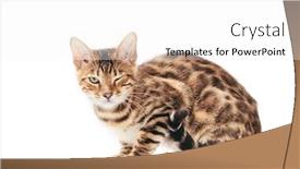  Presentation with eye - PPT theme with bengal-cat-winking-his-eye background and a white colored foreground