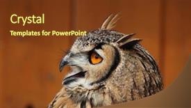  Presentation with eagle - Beautiful presentation design featuring bengal eagle-owl wild life backdrop and a  colored foreground