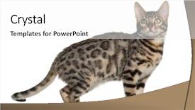  Presentation with hello kitty cute little kitten - Slide deck with bengal kitten 4 months old background and a white colored foreground