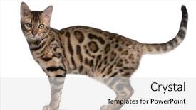  Presentation with kitten - Cool new presentation theme with bengal kitten 5 months old backdrop and a white colored foreground