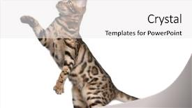  Presentation with hello kitty cute little kitten - Beautiful PPT theme featuring bengal kitten 5 months old backdrop and a white colored foreground