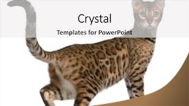  Presentation with hello kitty cute little kitten - Beautiful PPT layouts featuring bengal kitten 6 months old backdrop and a white colored foreground