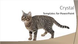  Presentation with kitten - 