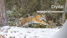  Presentation with royal bengal tiger - Presentation consisting of bengal tiger in a snowy background and a tawny brown colored foreground