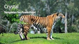  Presentation with royal bengal tiger - Colorful PPT theme enhanced with bengal tiger in its habitat backdrop and a dark gray colored foreground