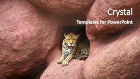  Presentation with cave - PPT layouts having bengal tiger in the cave background and a tawny brown colored foreground