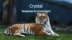  Presentation with royal bengal tiger - PPT theme with bengal tiger laying on grass background and a navy blue colored foreground