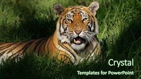  Presentation with eye tiger - Beautiful slide set featuring bengal tiger panthera tigris bengalensis backdrop and a wine colored foreground