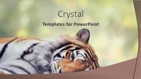  Presentation with animals - Slide deck featuring bengal-tiger-resting background and a mint green colored foreground