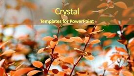  Presentation with berberis - Cool new PPT theme with berberis backdrop and a red colored foreground