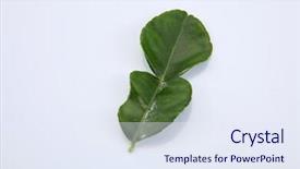  Presentation with thailand food - Beautiful slide deck featuring bergamot kaffir lime leaves herb backdrop and a sky blue colored foreground