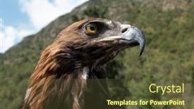  Presentation with eagle - Presentation with berkut-looks-around-the-golden background and a tawny brown colored foreground