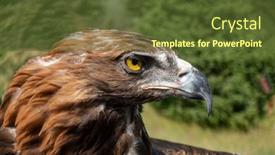  Presentation with golden annivesary - Presentation featuring berkut-looks-around-the-golden background and a  colored foreground