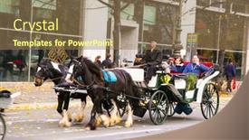  Presentation with horses - 