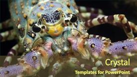  Presentation with caribbean - Slide deck enhanced with bermuda - caribbean spiny lobster panulirus argus background and a tawny brown colored foreground