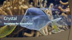  Presentation with marine elevators - Colorful presentation design enhanced with bermuda - lookdown selene vomer marine fish backdrop and a ocean colored foreground