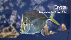  Presentation with marine - Presentation design featuring bermuda - lookdown selene vomer marine fish background and a ocean colored foreground