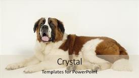  Presentation with pet - Colorful slide deck enhanced with bernard - cute pet animal backdrop and a  colored foreground