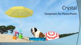  Presentation with dog - Presentation theme enhanced with bernard - funny dog is having background and a  colored foreground