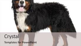  Presentation with old dog - Audience pleasing PPT layouts consisting of bernese mountain dog 10 months old in front of a white background backdrop and a light gray colored foreground