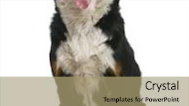  Presentation with old dog - Cool new presentation theme with bernese mountain dog 18 months old in front of white background backdrop and a coral colored foreground