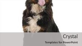  Presentation with old dog - Cool new PPT theme with bernese mountain dog 4 years old in front of a white background backdrop and a light gray colored foreground