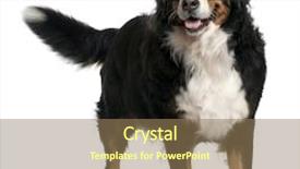  Presentation with old dog - Cool new presentation with bernese mountain dog 4 years backdrop and a coral colored foreground