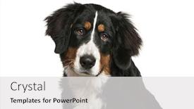  Presentation with old dog - Colorful presentation design enhanced with bernese-mountain-dog-6-months backdrop and a white colored foreground