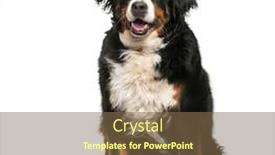  Presentation with old dog - Amazing slide set having bernese-mountain-dog-6-years backdrop and a tawny brown colored foreground