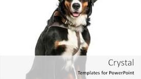  Presentation with old dog - Audience pleasing PPT theme consisting of bernese mountain dog 9 months old sitting in front of white background backdrop and a white colored foreground