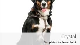  Presentation with old dog - Beautiful PPT theme featuring bernese mountain dog 9 months backdrop and a white colored foreground