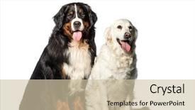  Presentation with jin ding monastry mountain - Presentation design featuring bernese mountain dog golden retriever background and a soft green colored foreground