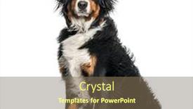  Presentation with mountain - Amazing PPT theme having bernese-mountain-dog-in-portrait backdrop and a violet colored foreground