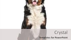  Presentation with mountain - Beautiful slides featuring bernese-mountain-dog-isolated backdrop and a light gray colored foreground