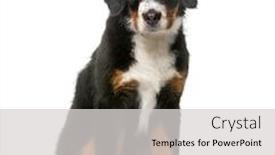  Presentation with jin ding monastry mountain - Audience pleasing theme consisting of bernese mountain dog puppy 5 months old in front of a white background backdrop and a light gray colored foreground