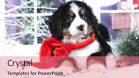  Presentation with cute christmas pug puppy dog - Presentation consisting of bernese mountain dog puppy christmas background and a coral colored foreground