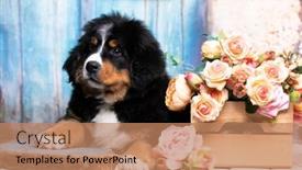  Presentation with puppy - Presentation theme with bernese-mountain-dog-puppy background and a coral colored foreground