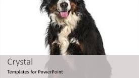  Presentation with mountain - Cool new slide set with bernese-mountain-dog-sitting-against backdrop and a light gray colored foreground