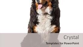  Presentation with mountain - Cool new slide deck with bernese-mountain-dog-sitting-against backdrop and a light gray colored foreground