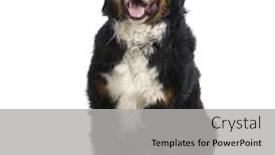  Presentation with mountain - Slide set enhanced with bernese mountain dog sitting background and a light gray colored foreground