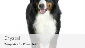  Presentation with mountain - Colorful slides enhanced with bernese mountain dog standing backdrop and a white colored foreground
