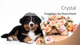  Presentation with puppy - PPT layouts with bernese-mountain-puppy-and-decorative background and a white colored foreground