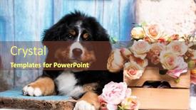  Presentation with puppy - PPT theme enhanced with bernese-mountain-puppy-and-decorative background and a tawny brown colored foreground
