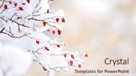  Presentation with berries - Beautiful theme featuring products from natural fur of a polar wolf backdrop and a light gray colored foreground