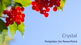  Presentation with berries - Presentation theme having berries-of-viburnum-on-background background and a light gray colored foreground